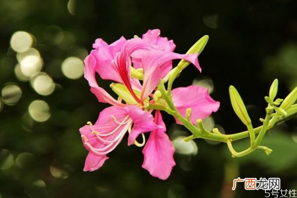 羊蹄甲的花语是什么呢 羊蹄甲的种植需要注意什么呢