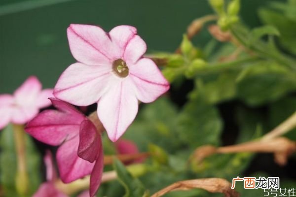 花烟草是一种什么植物呢 花烟草的作用有什么呢