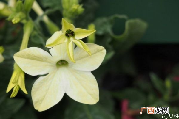花烟草是一种什么植物呢 花烟草的作用有什么呢
