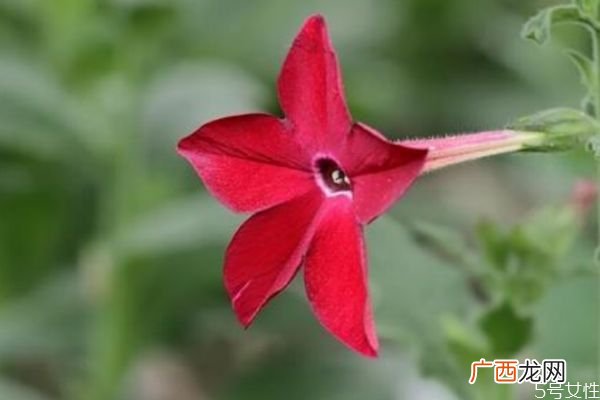 花烟草是一种什么植物呢 花烟草的作用有什么呢