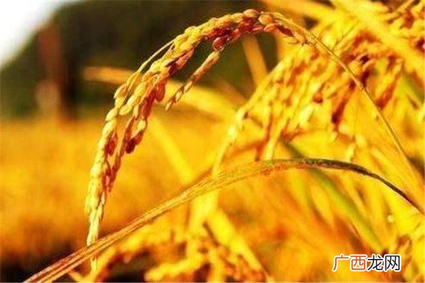 立秋以后天气会转凉吗 立秋要注意养生