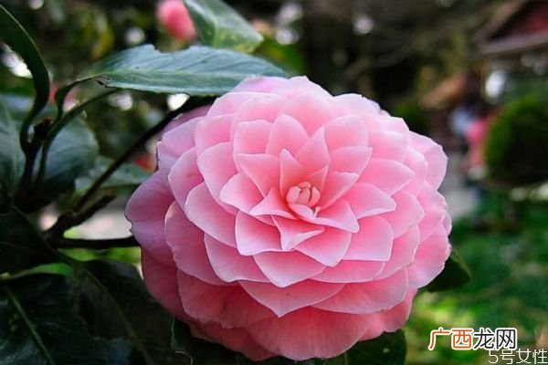什么是山茶花呢 山茶花有什么作用呢