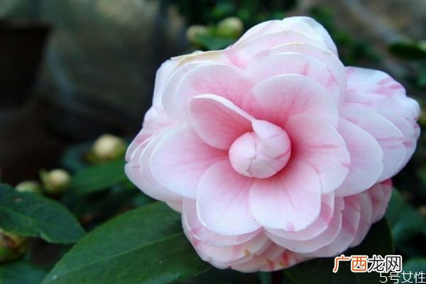 什么是山茶花呢 山茶花有什么作用呢