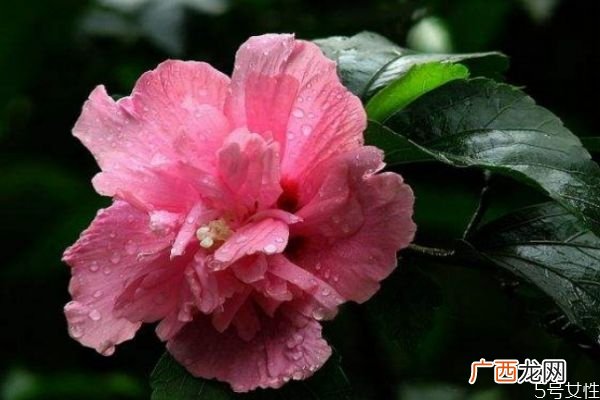 什么是木槿花呢 木槿花有什么作用呢