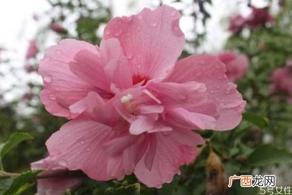 什么是木槿花呢 木槿花有什么作用呢