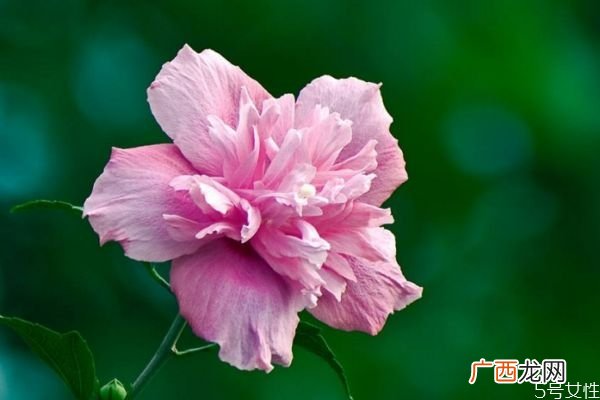 什么是木槿花呢 木槿花有什么作用呢