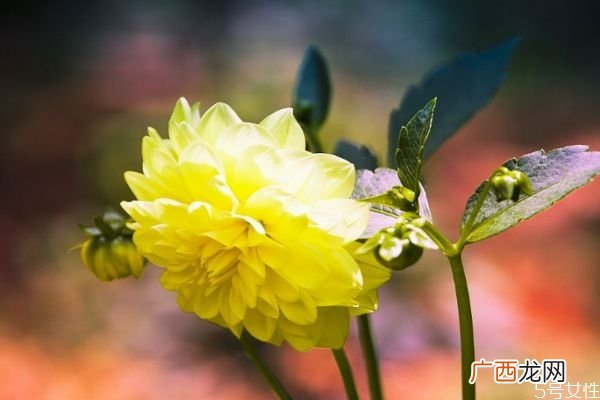 什么是大理菊呢 大理菊有什么作用呢