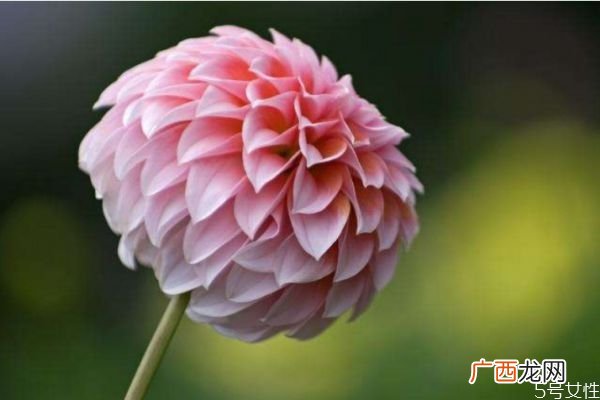 什么是大理菊呢 大理菊有什么作用呢