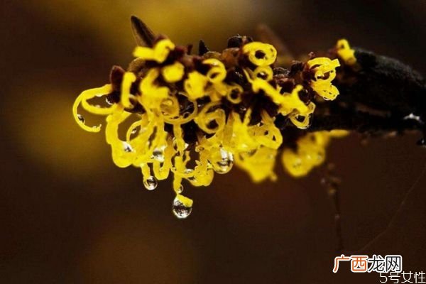 金缕梅花语是什么呢 金缕梅的花期怎么样的呢