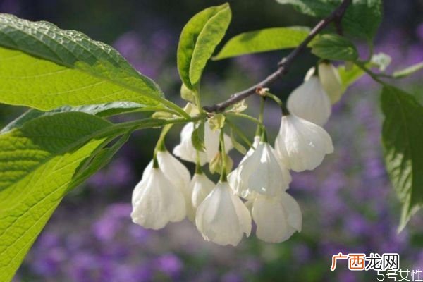 什么是银钟花呢 银钟花有什么作用呢