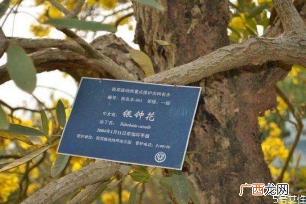 什么是银钟花呢 银钟花有什么作用呢