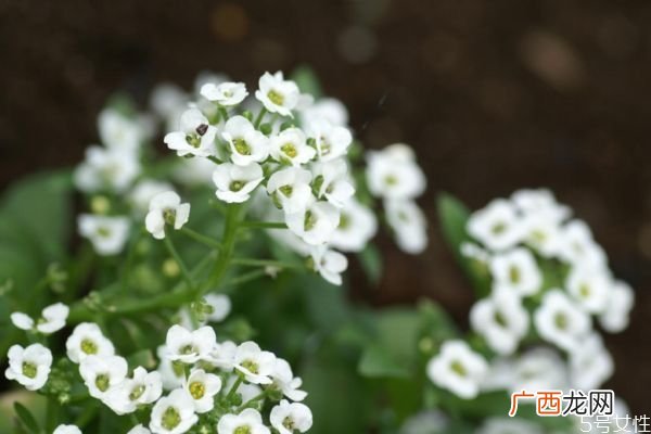 什么是香雪球呢 香雪球有什么作用吗