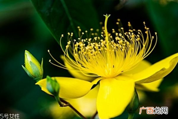 金丝桃花语是什么呢 金丝桃主要的分布地区是哪里呢