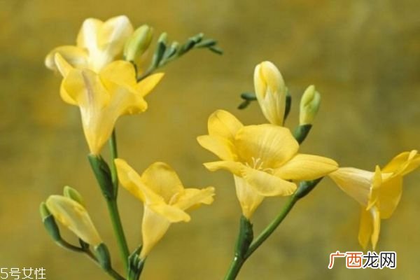 什么是小苍兰呢 小苍兰有什么作用呢