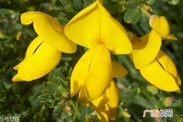金雀花的花语是什么呢 金雀花应该怎么养殖呢