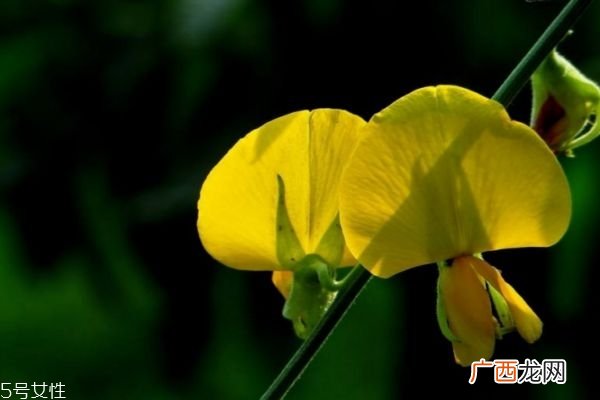 金雀花的花语是什么呢 金雀花应该怎么养殖呢