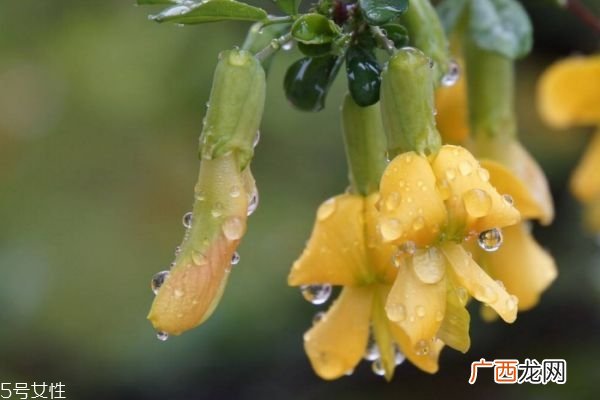 金雀花的花语是什么呢 金雀花应该怎么养殖呢