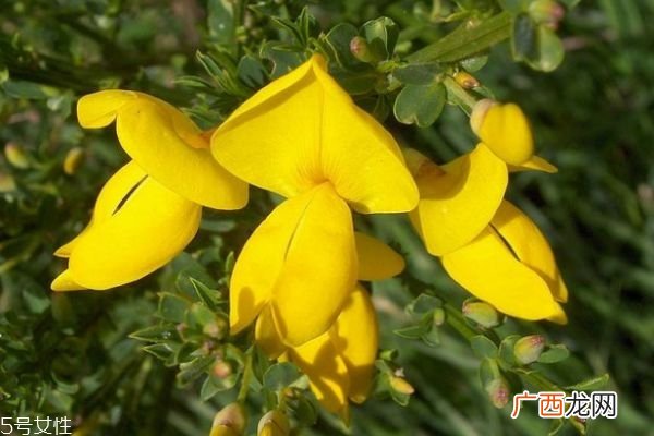 什么是金雀花呢 金雀花有什么作用呢