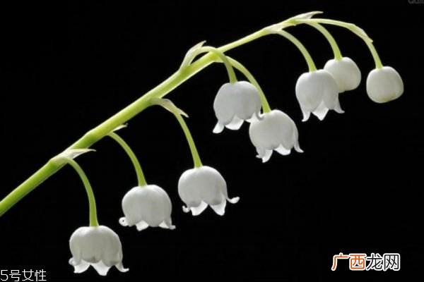 什么是铃兰花呢 铃兰花有什么作用呢