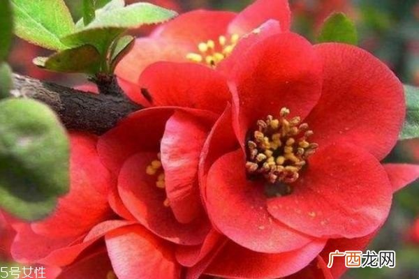 海棠花有什么寓意呢 海棠花的市场价格是怎么样的呢