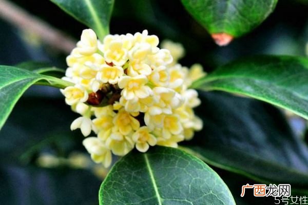 桂花的花语是什么呢 桂花的生长环境是怎么样的呢