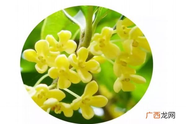 桂花的花语是什么呢 桂花的生长环境是怎么样的呢