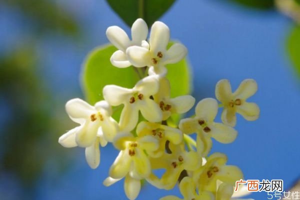 桂花的花语是什么呢 桂花的生长环境是怎么样的呢