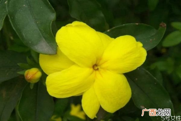 金钟花的花语是什么呢 金钟花的种植要注意什么呢
