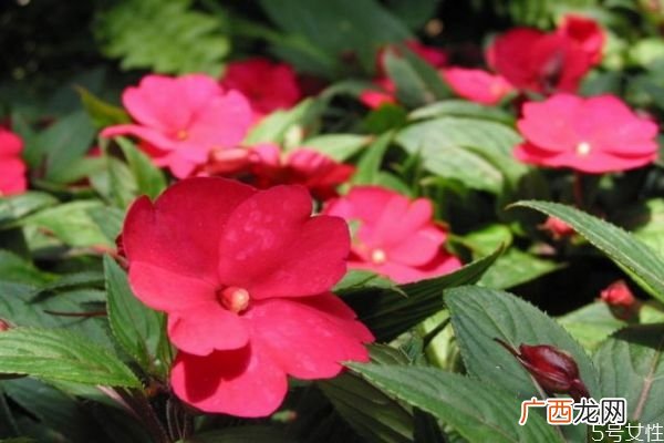 什么是凤仙花呢 凤仙花有什么作用呢