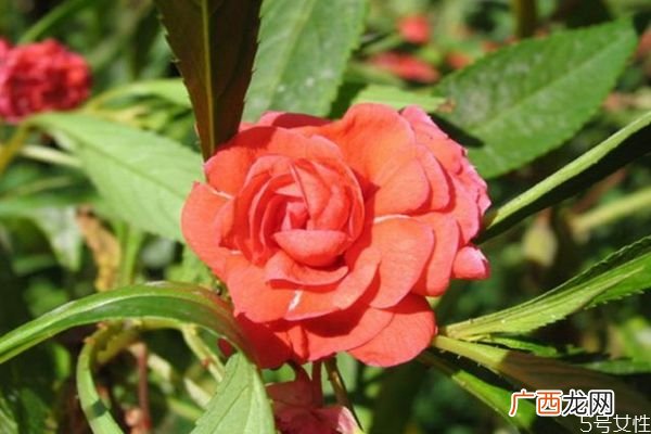 什么是凤仙花呢 凤仙花有什么作用呢