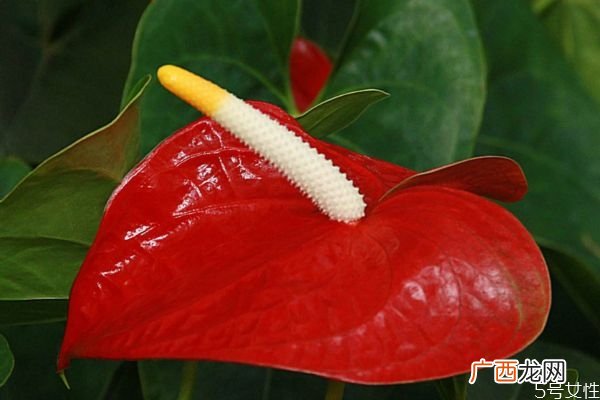 红掌的花语是什么呢 红掌的种植应该注意什么呢