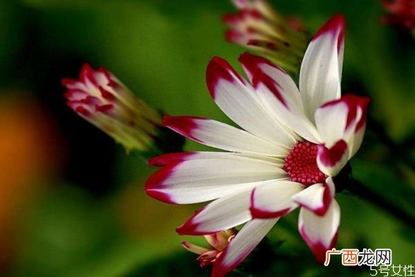 瓜叶菊的花语是什么呢 瓜叶菊的种植需要注意什么呢