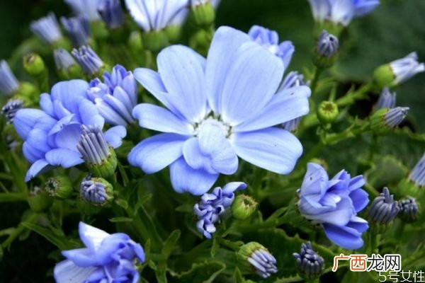 瓜叶菊的花语是什么呢 瓜叶菊的种植需要注意什么呢