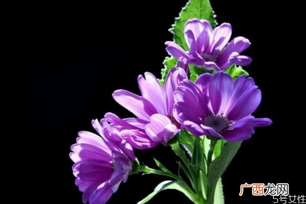 什么是瓜叶菊呢 瓜叶菊有什么作用呢