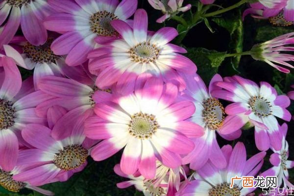 什么是瓜叶菊呢 瓜叶菊有什么作用呢