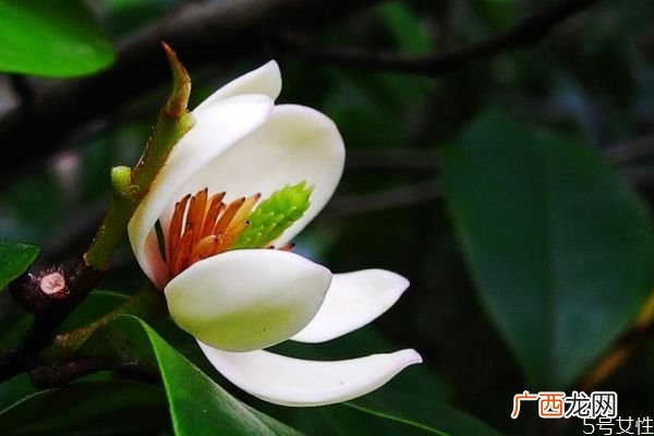 含笑花生长环境是怎么样的呢 含笑花主要分布在哪里呢