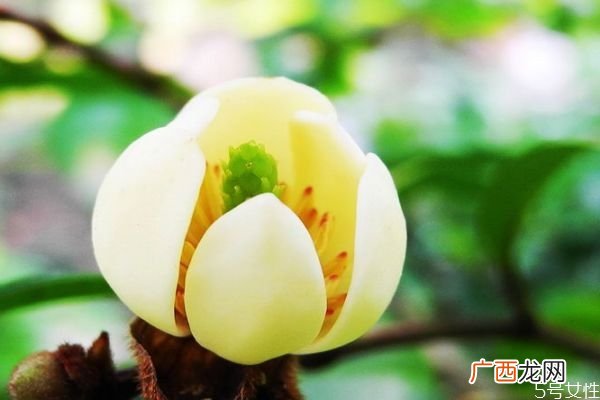 含笑花生长环境是怎么样的呢 含笑花主要分布在哪里呢