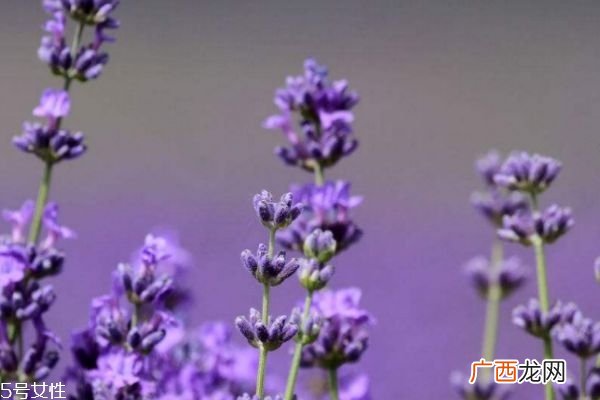 薰衣草有什么功效呢 薰衣草的寓意是什么呢