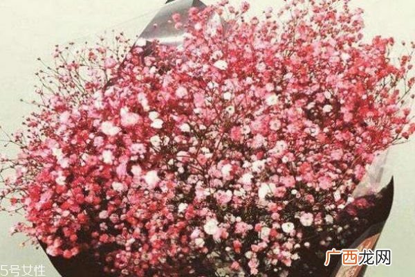 是什么满天星 满天星的寓意是什么