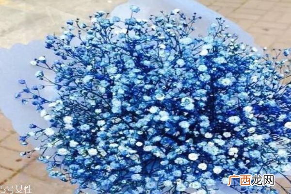 是什么满天星 满天星的寓意是什么