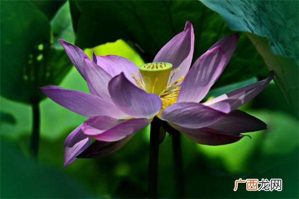 夏至怎么发朋友圈 夏至有什么祝福语