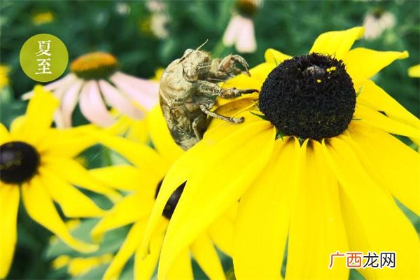 夏至怎么发朋友圈 夏至有什么祝福语