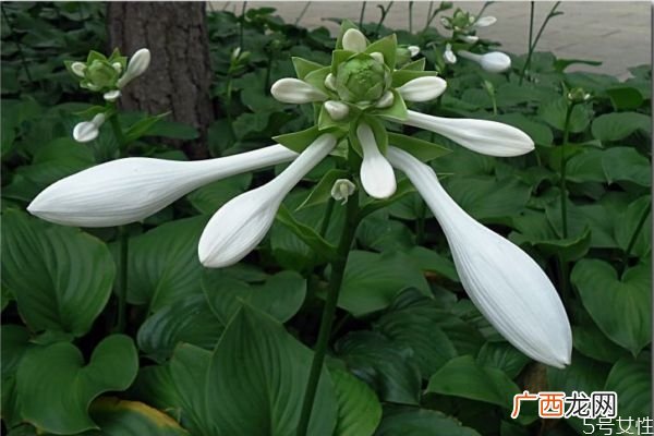 玉簪花是一种什么植物呢 玉簪花有什么作用呢