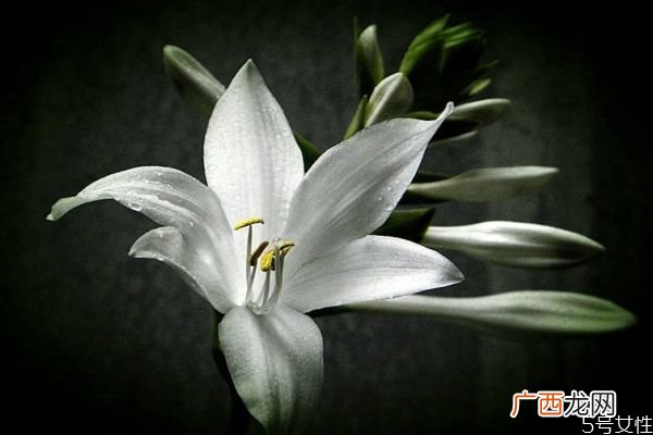 玉簪花是一种什么植物呢 玉簪花有什么作用呢