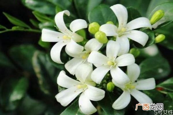 九里香是一种什么植物呢 九里香有什么作用呢