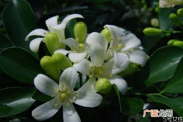 九里香是一种什么植物呢 九里香有什么作用呢