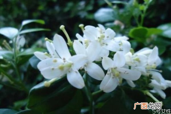 九里香是一种什么植物呢 九里香有什么作用呢