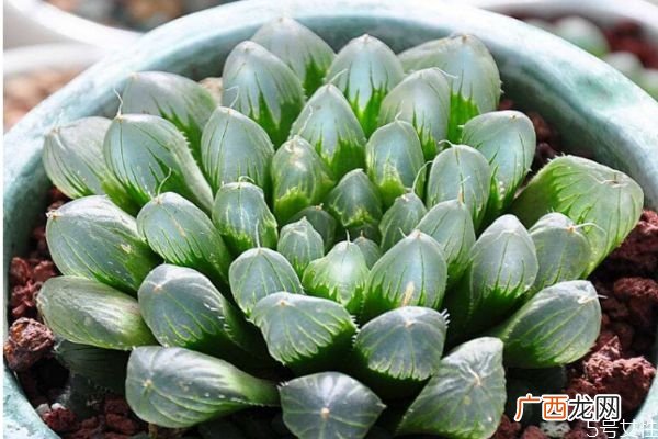十二卷是一种什么植物呢 十二卷有什么作用呢