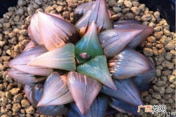 十二卷是一种什么植物呢 十二卷有什么作用呢