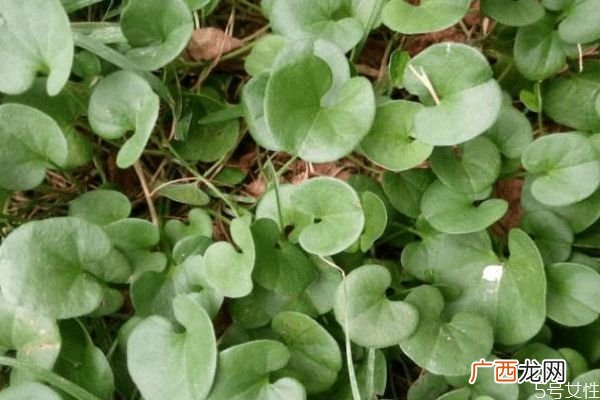 马蹄金是一种什么植物呢 马蹄金有什么作用呢
